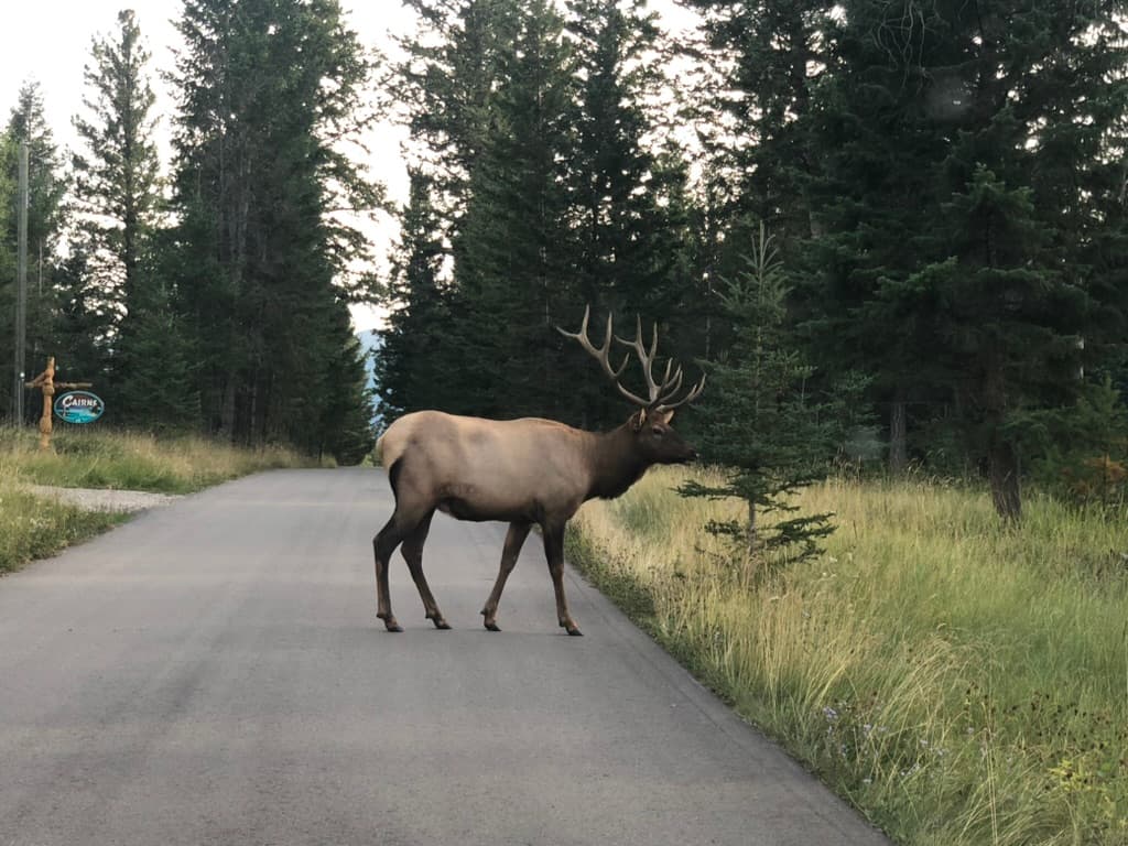 Spring wildlife in Alberta - moose with calf